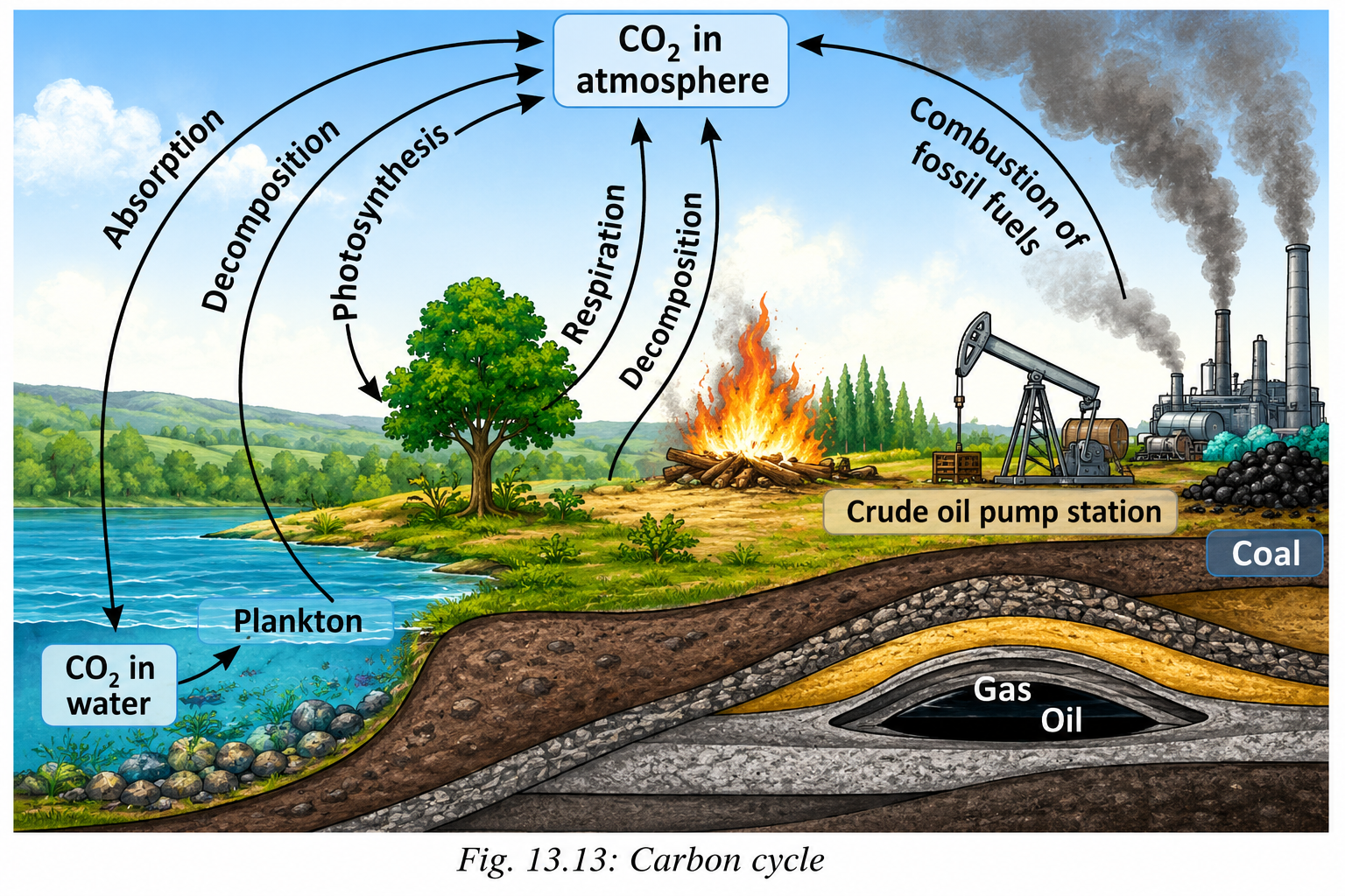 carbon cycle.png