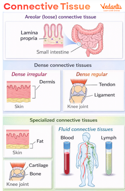 Connective Tissue