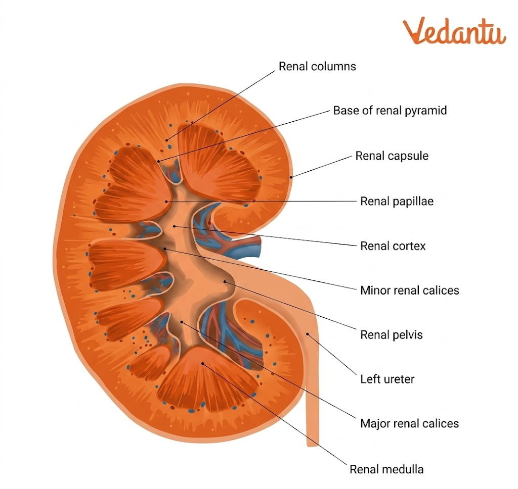 Kidney Diagram with Parts