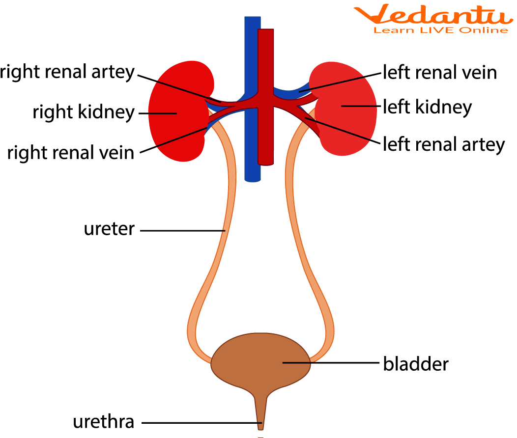Urinary System in Humans
