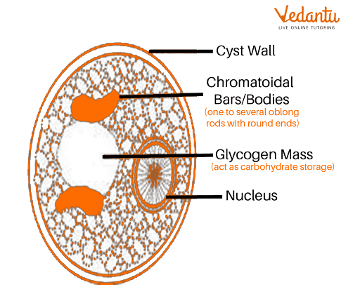 Cyst Structure