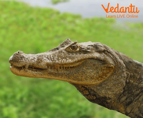 Common Caiman (spectacled caiman)
