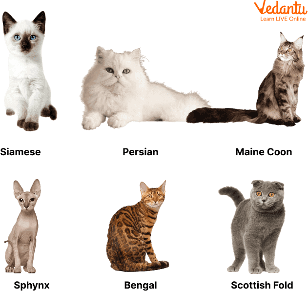 Different Varieties of Cats