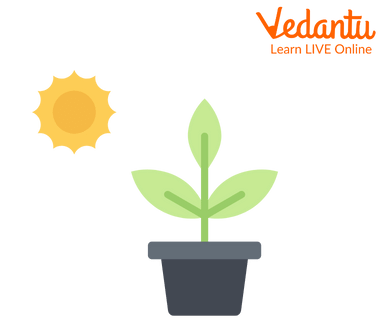 Plants Need Sunlight for Photosynthesis.