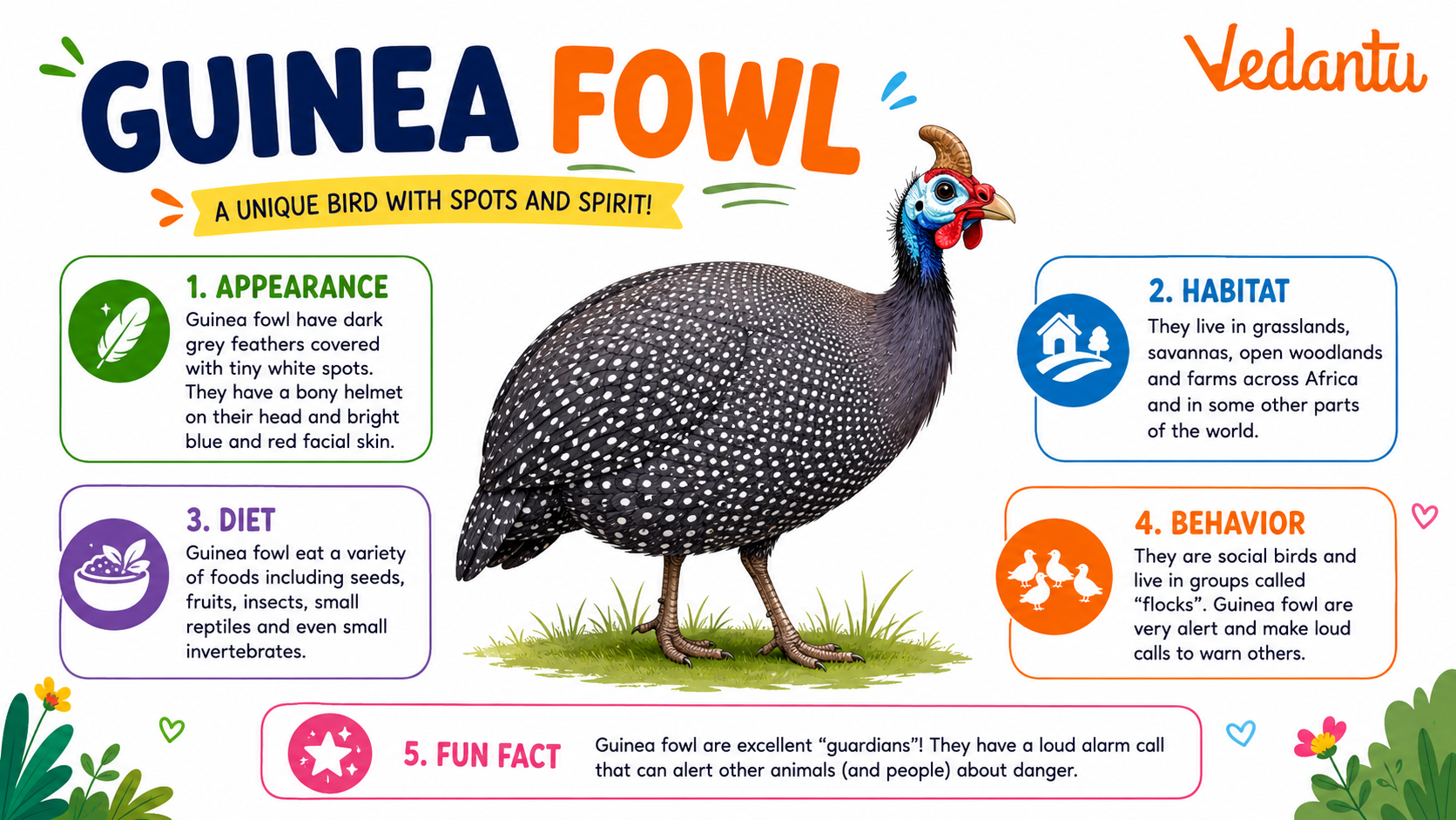 Guinea Fowl bird with spotted feathers