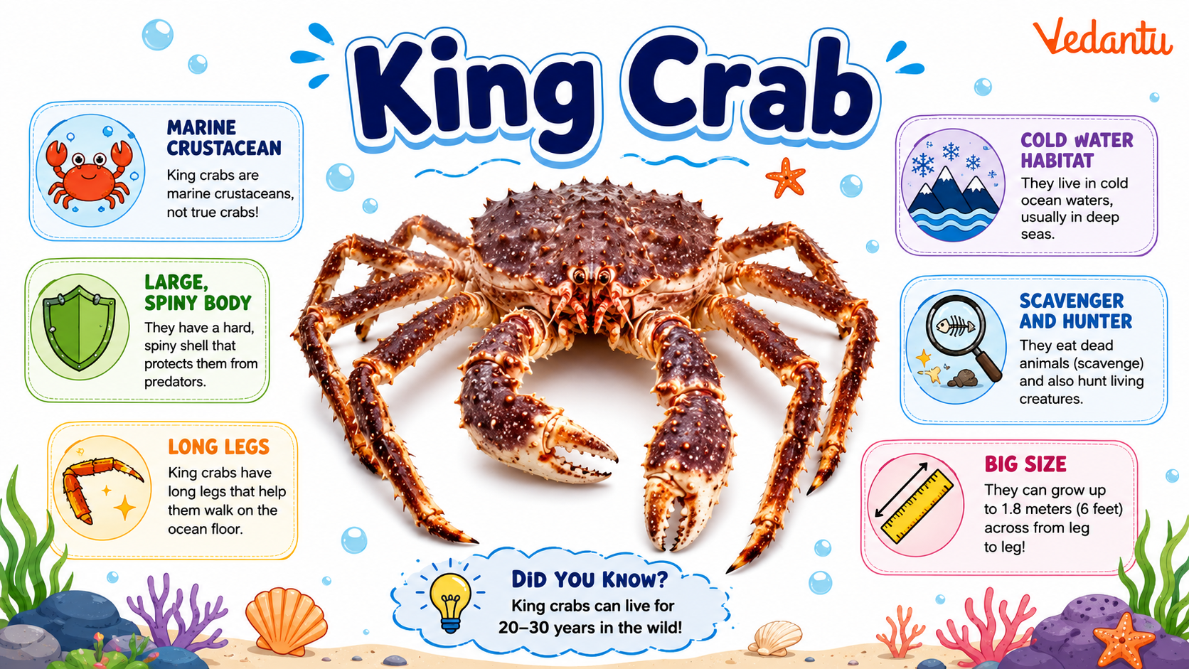 King Crab with long legs and spiky shell in ocean habitat