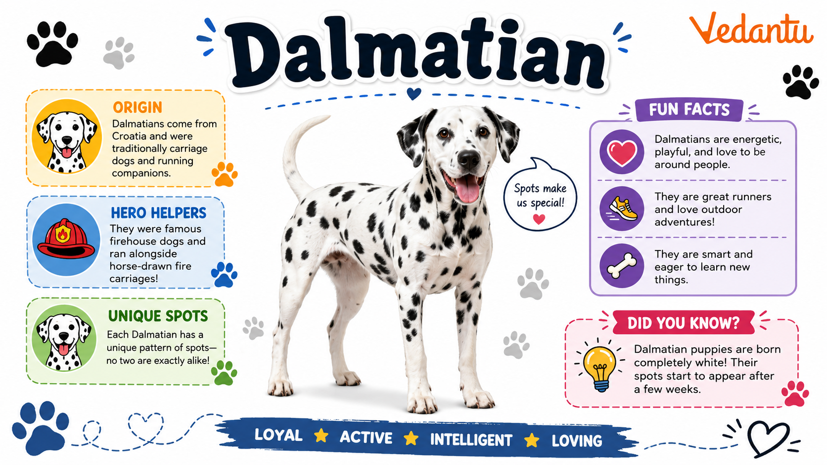 Dalmatian dog with black spots on white coat