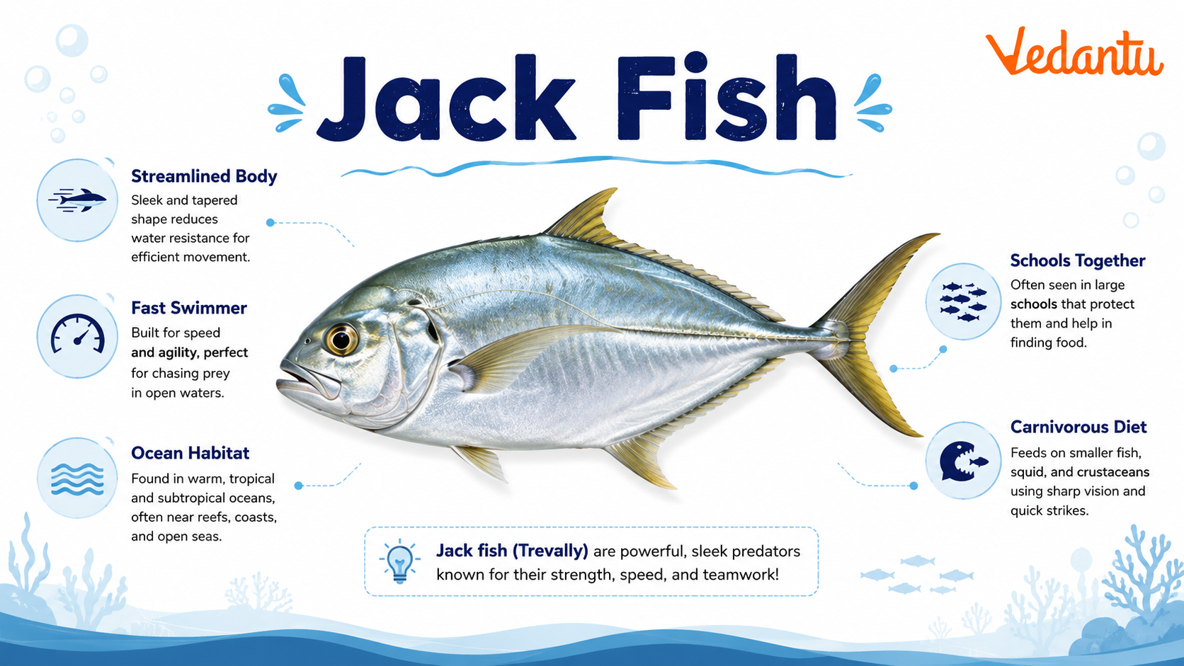 Jack Fish swimming in the ocean