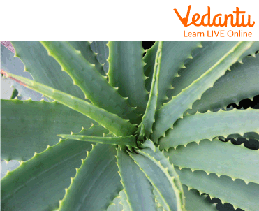 Thorns in Aloe Vera