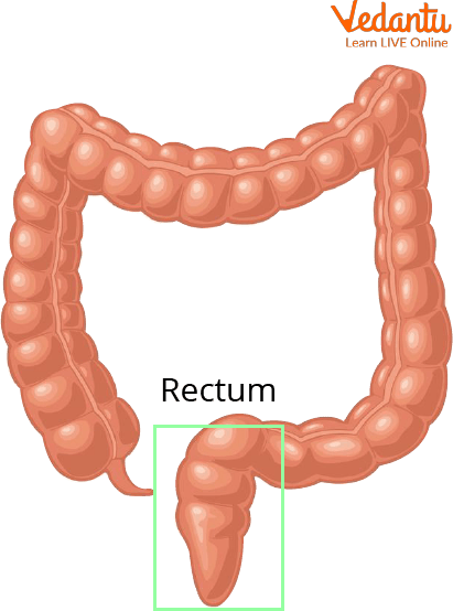 Rectum