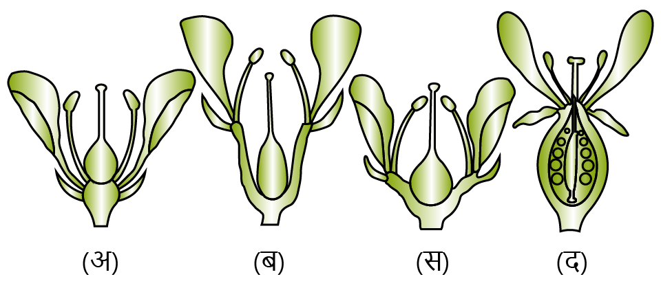 Position of the floral parts on Pushpasana