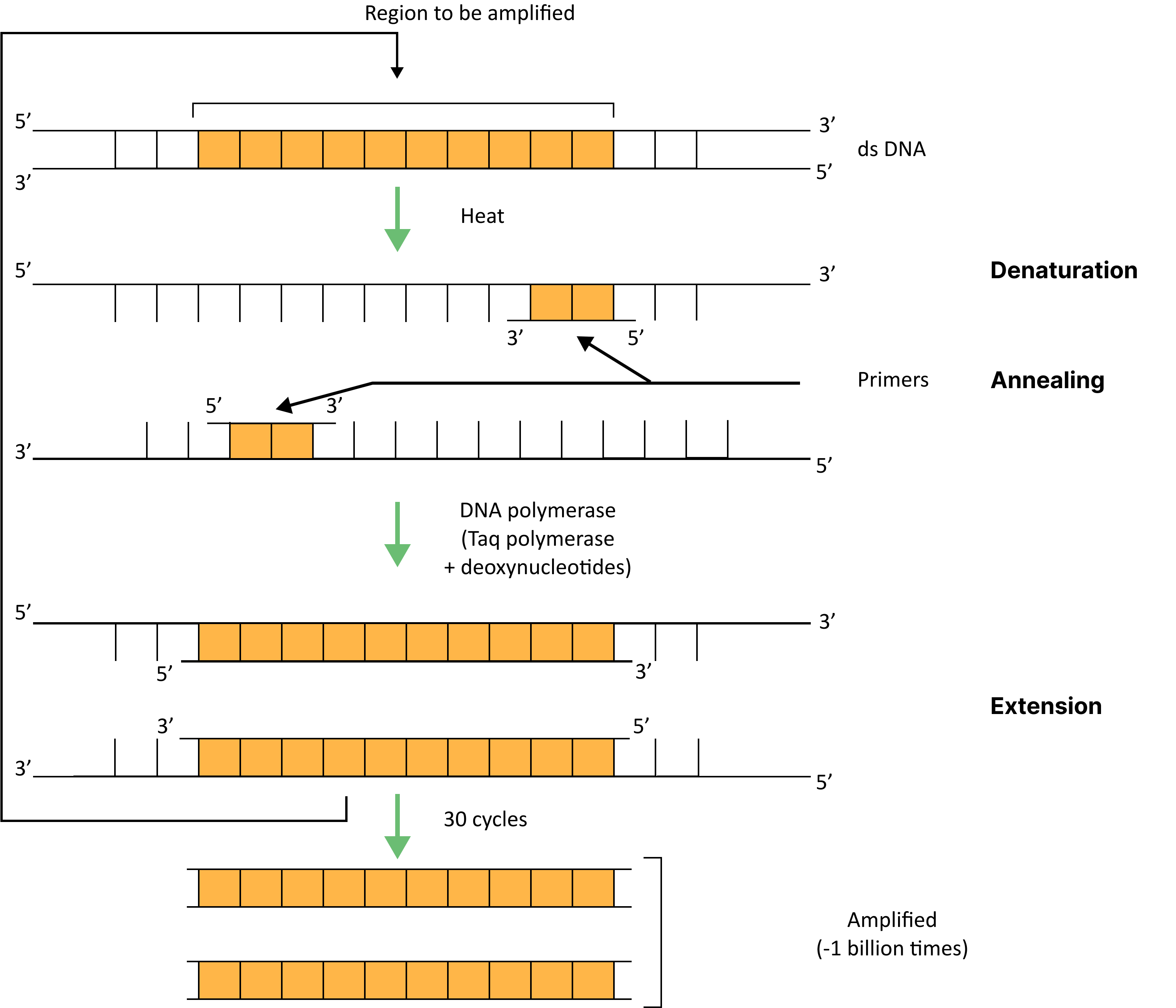 Polymerase Chain Reaction