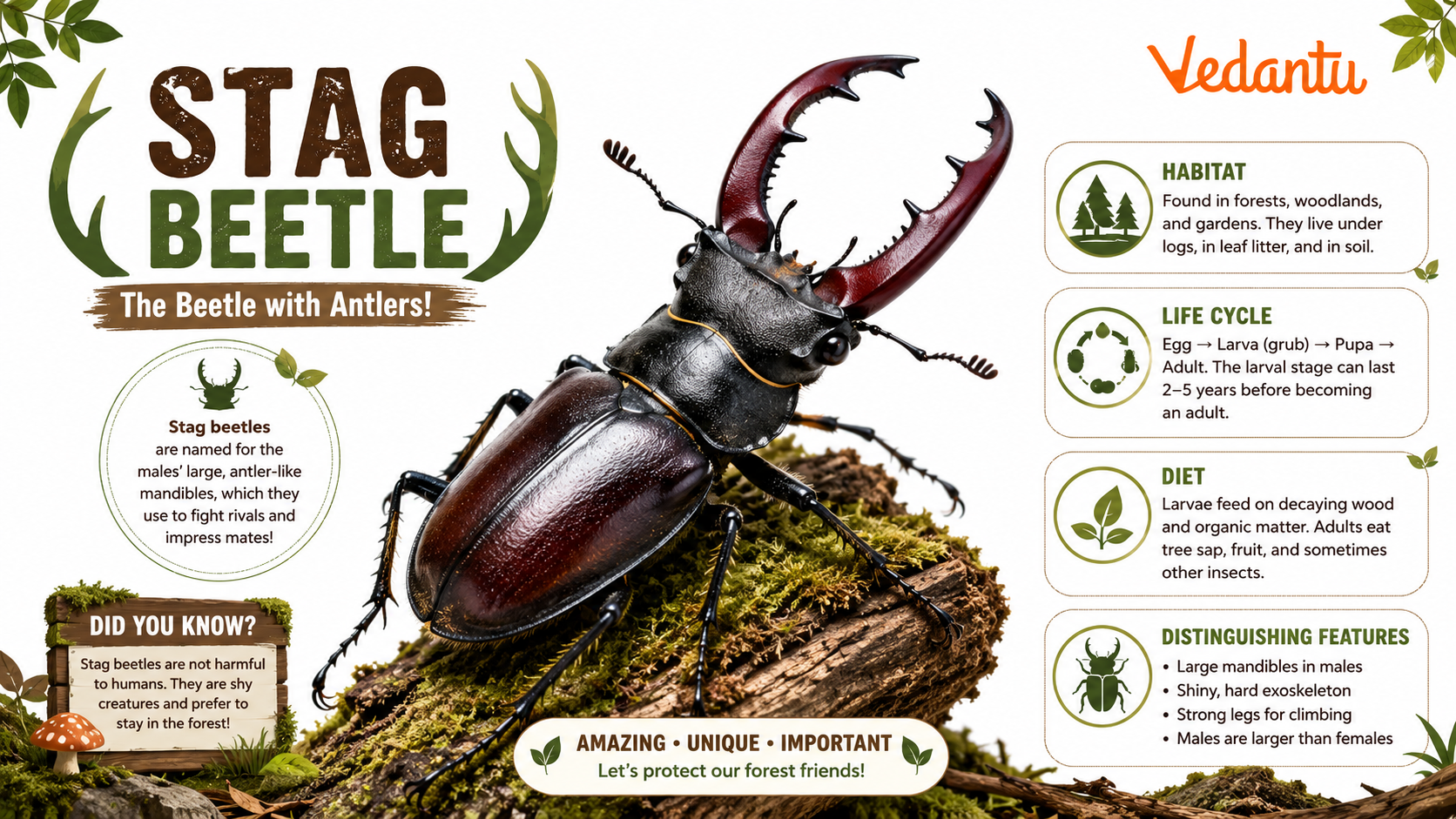 Stag Beetle with large antler-like jaws