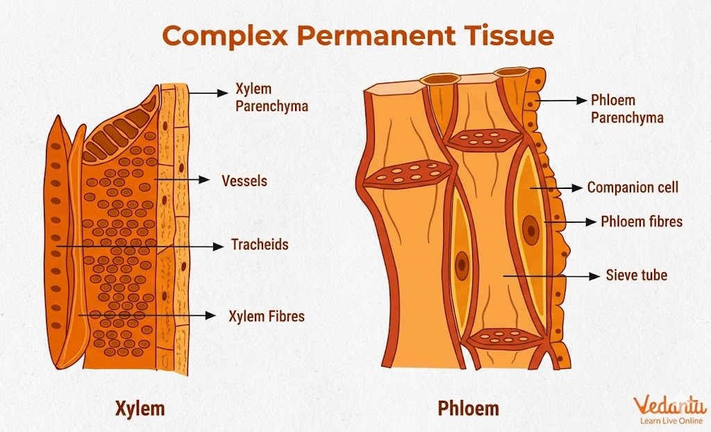 complex permanent tissues diagram