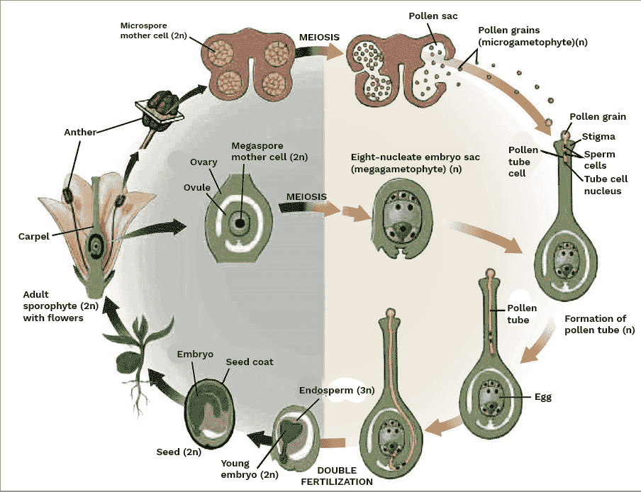 Process of Double Fertilization
