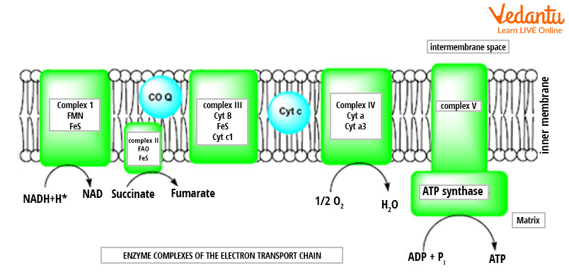 Electron Transport Chain Diagram