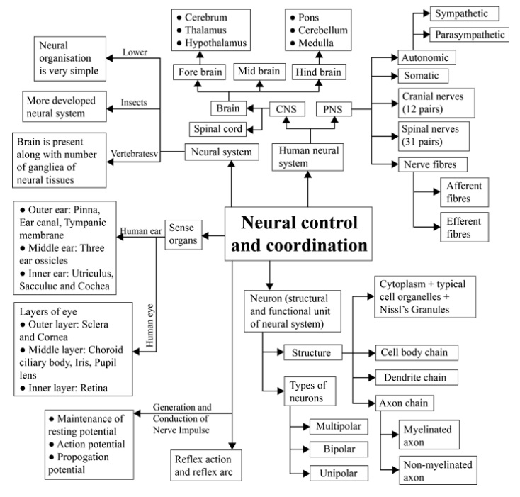 Neural Control and Coordination