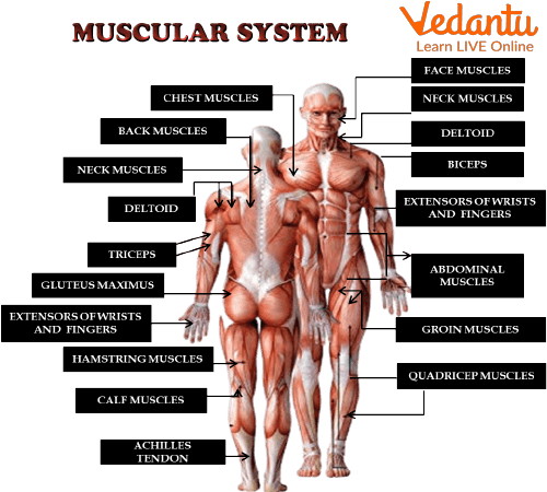 Muscular System Diagram