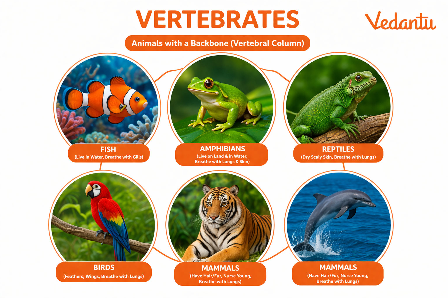 Vertebrates