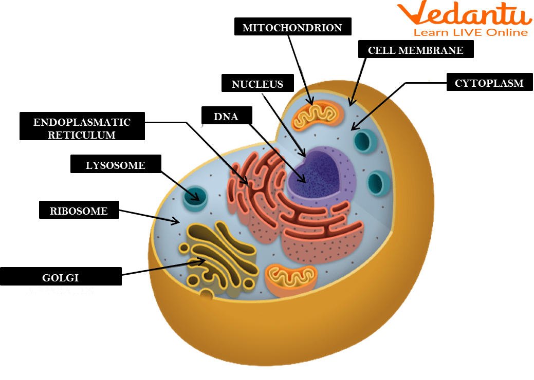 Human cell structure