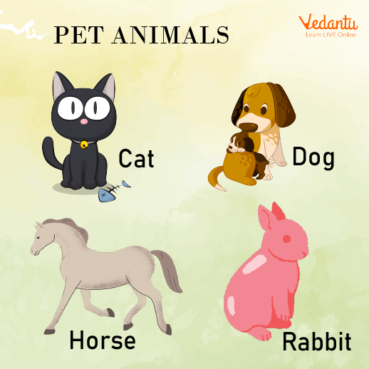 Pet Animals