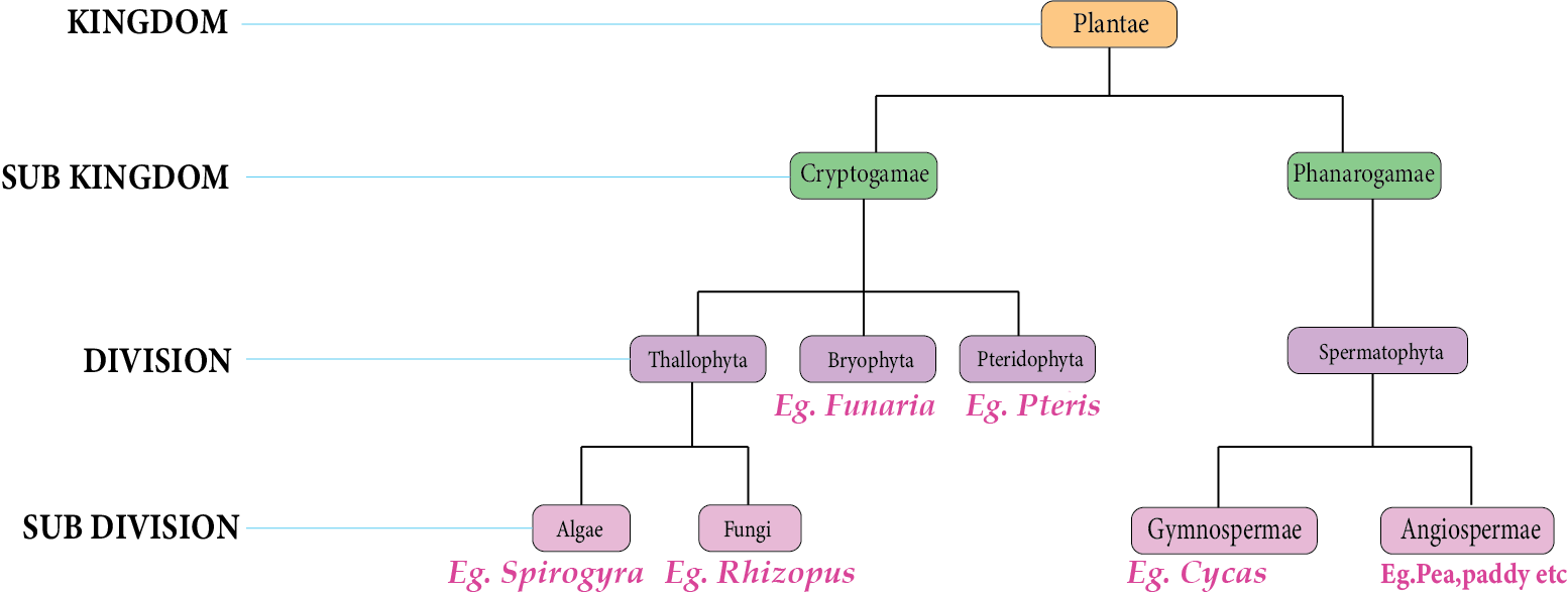Classification of Kingdom Plantae