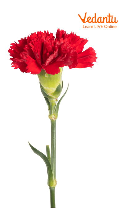 Carnation