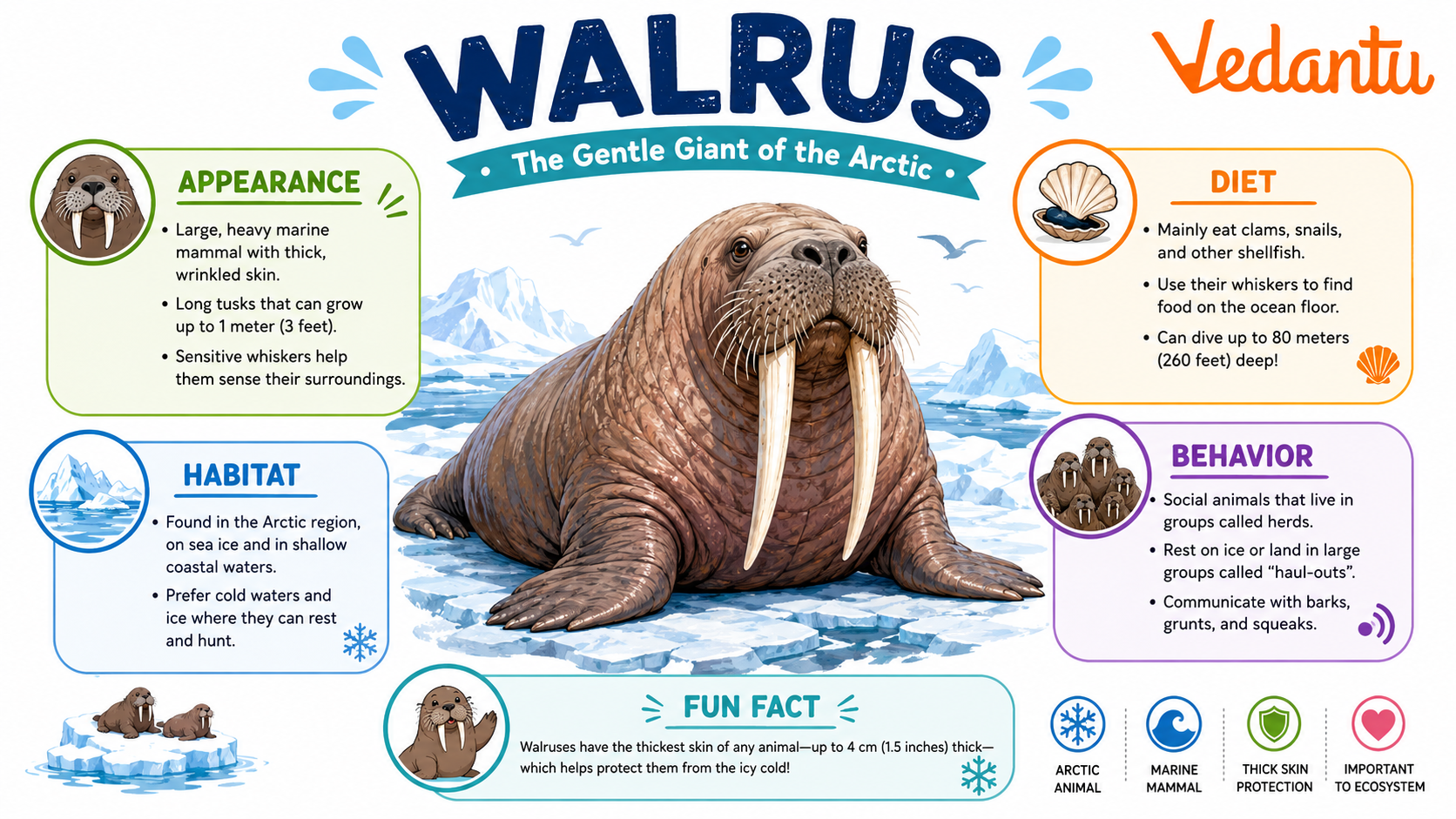 Walrus