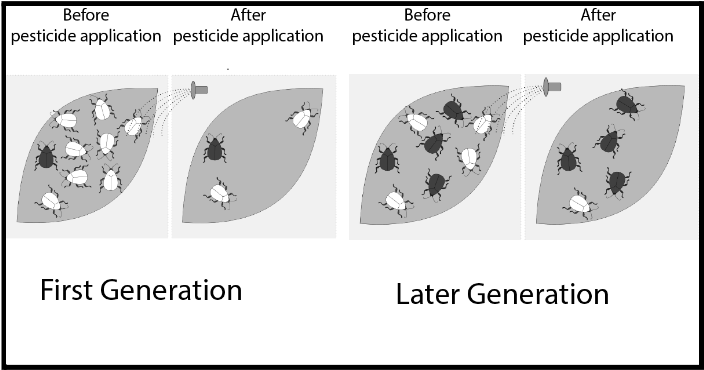 Development of Pesticide-resistant Plants
