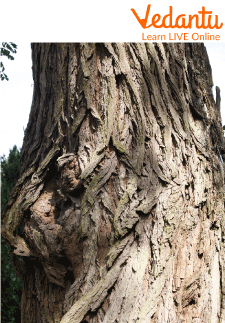 Bark of a Tree