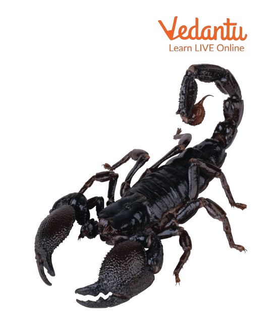 Facts About Black Scorpions - Learn Important Terms and Concepts