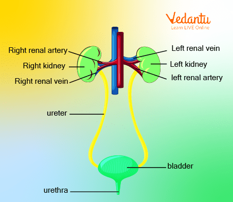 Excretory System