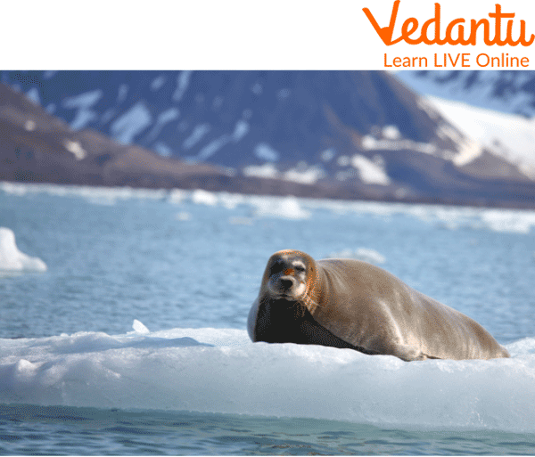 An Arctic Harp Seal