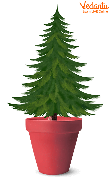 Little Pine Tree