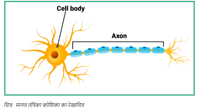 मानव तंत्रिका कोशिका का रेखाचित्र