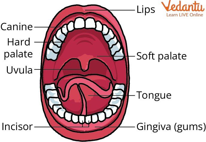 Parts of the Oral Cavity