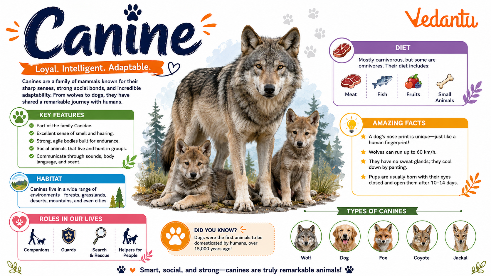 Canine animal illustration showing dog family characteristics