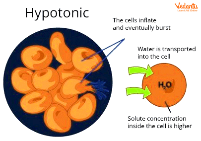 Hypotonic solution