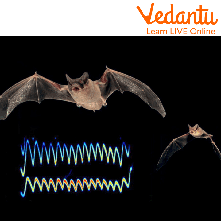 Bats Use Sound Navigation to Detect their Prey