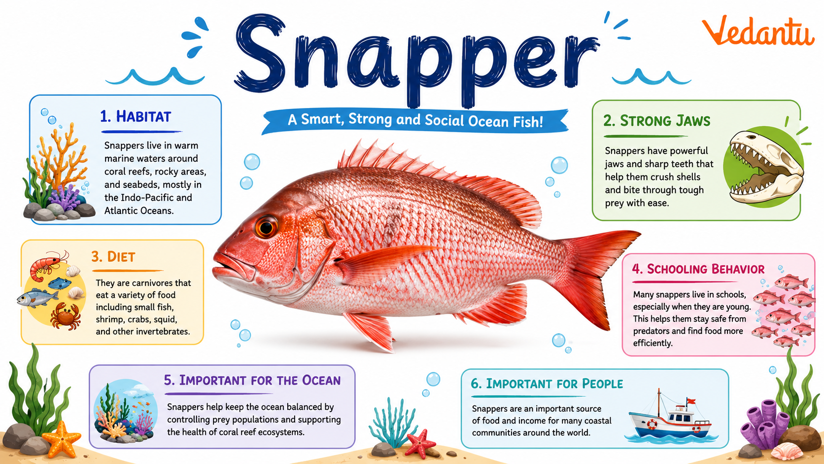 Snapper fish swimming in the ocean