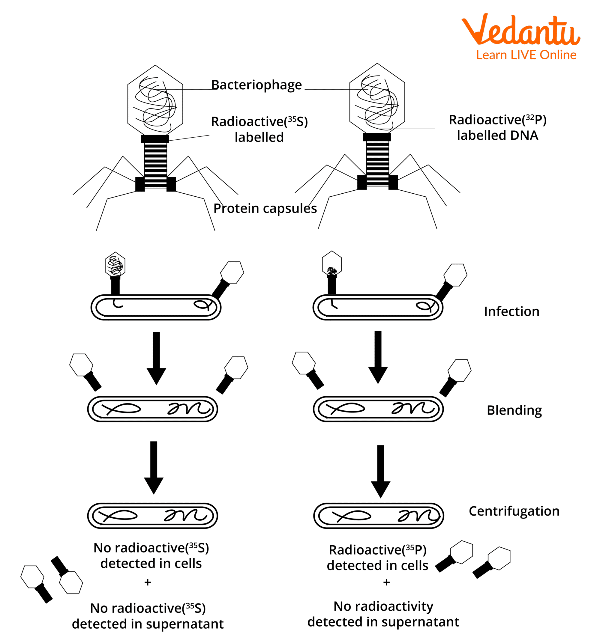 Hershey and Chase Experiment Diagram