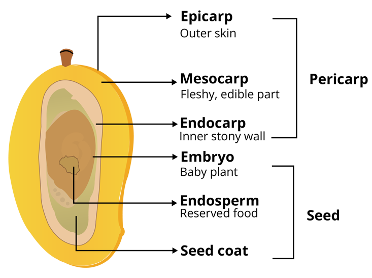 The Structure of Fruit