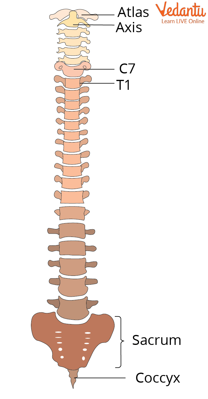 Spinal Cord