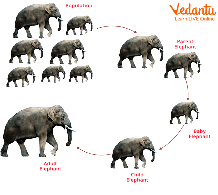 Life cycle of an elephant