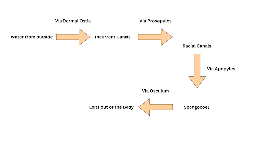 Function of water current in the sponge