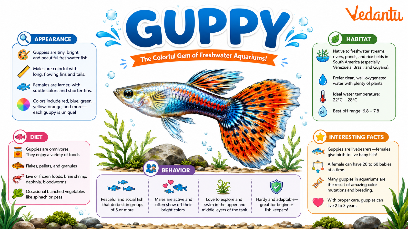 Guppy fish