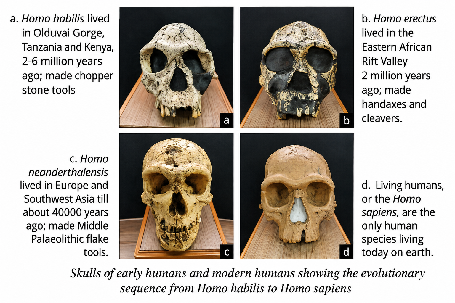 Let us observe the images given below and answer
