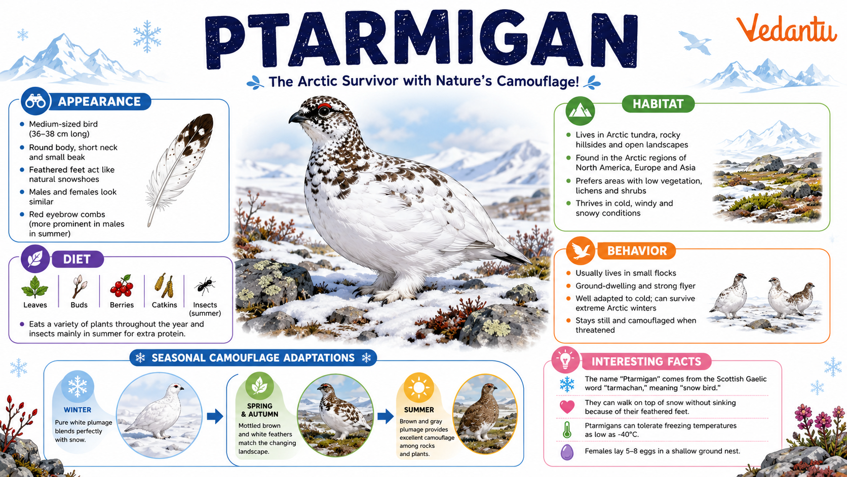 Ptarmigan bird in snowy habitat