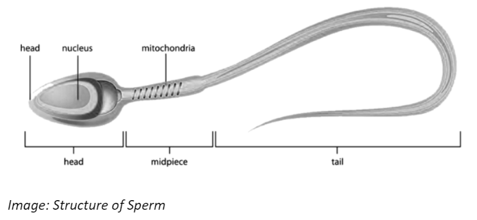 Structure of Sperm