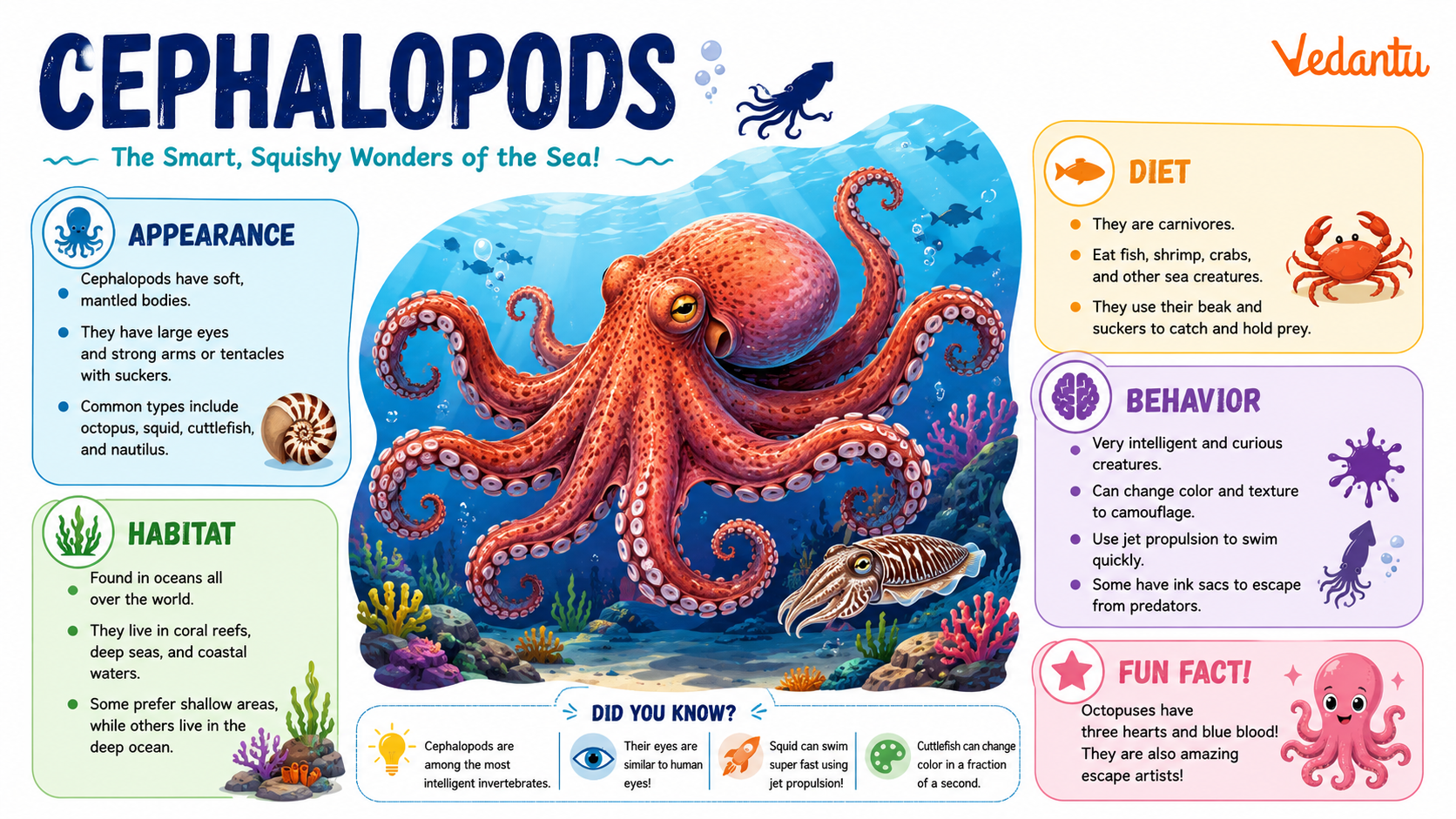 Cephalopod marine animal group including octopus and squid